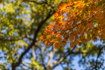 三ツ池公園と紅葉