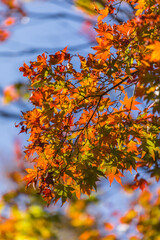 三ツ池公園と紅葉