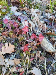Lierre rouge