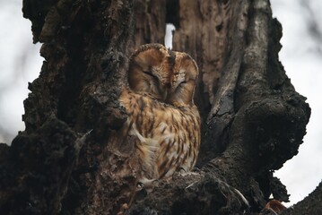 owl on a trunk