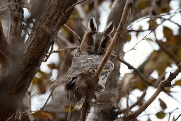 owl on a trunk
