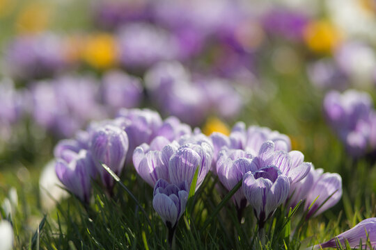 cheerful image of Crosusses with a beautiful bokeh, showing the first signs of spring coming