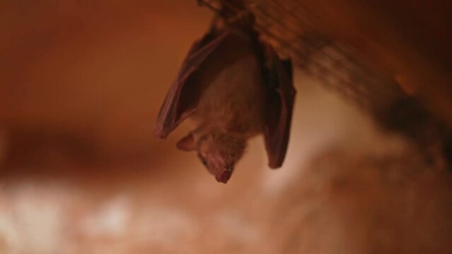 Microbat hanging upside down. Microchiroptera.