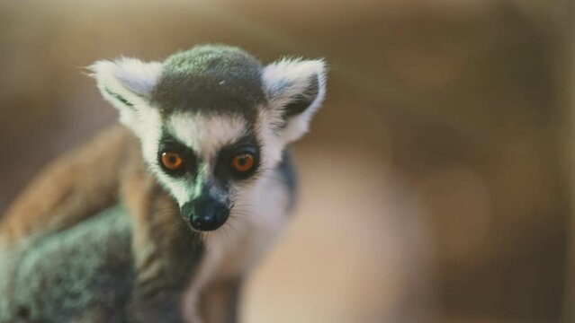 Portrait of lemur in national park. Lemuroidea.