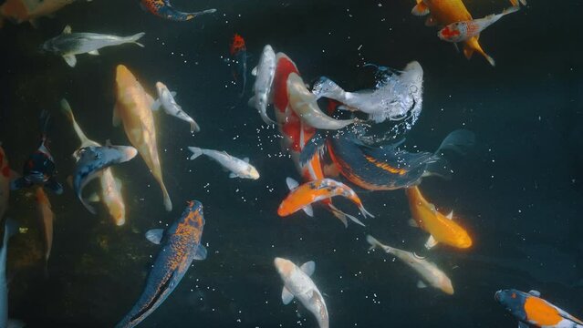 Lots of colorful hungry koi fishes.