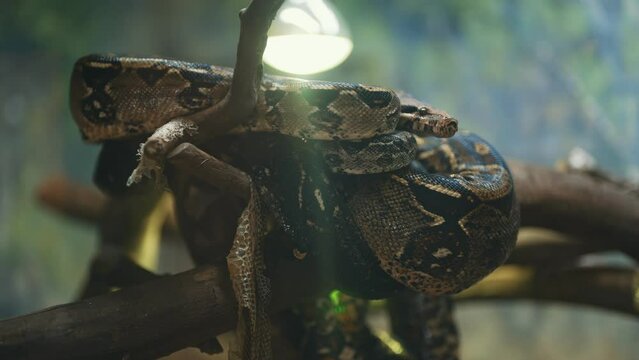 African rock python resting in the zoo.