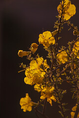 Flowers of the Karoo Gold Rhigozum obovatum Burch 14656
