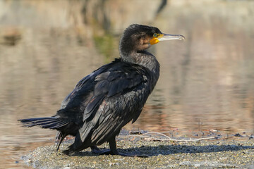 カワウ