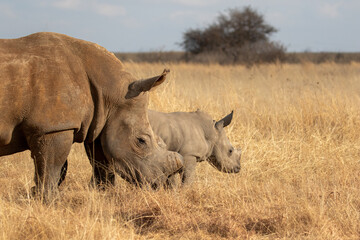 Obraz premium White rhino with calf, South Africa