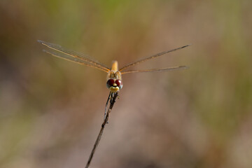 dragonfly on a leaf