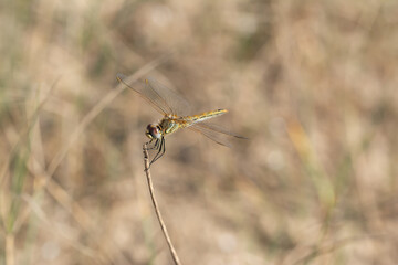 dragonfly on grass