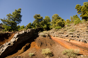 Slope and forest of Canary Island pine. Santa Cruz de La Palma. La Palma. Canary Islands. Spain.