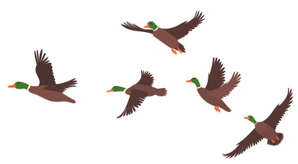 ducks flying flat design, isolated vector