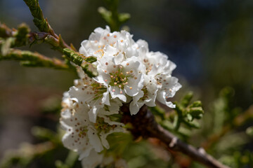 Flores brancas de uma arvore de amêndoas