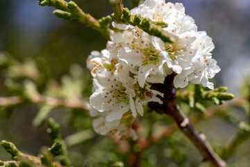 Flores brancas de uma arvore de amêndoas