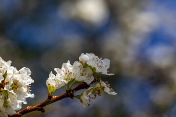 Fototapeta premium Flores brancas de uma arvore de amêndoas