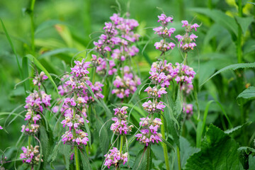 Phlomoides tuberosa or Jerusalem Sage blooming plant is a famous medicine herb