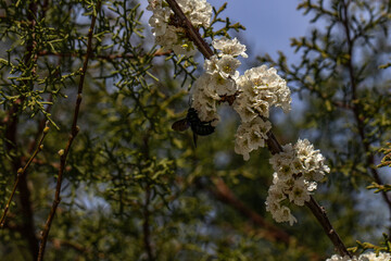 Flores brancas de uma arvore de amêndoas
