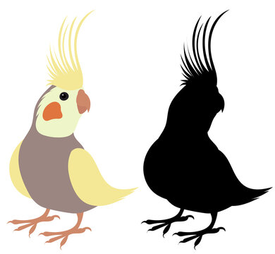 parrot flat design , isolated vector