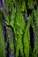 tree bark with green moss and lichen