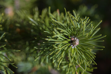 Naklejka na ściany i meble Close up of a coniferous plant
