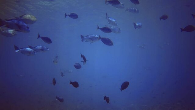 underwater view of flock fish swim near water surface. Maldives
