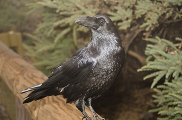 Canary Islands raven Corvus corax canariensis. Las Nieves Natural Park. La Palma. Canary Islands. Spain.
