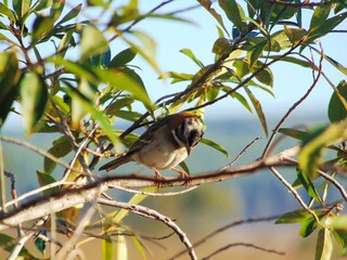 bird on a branch