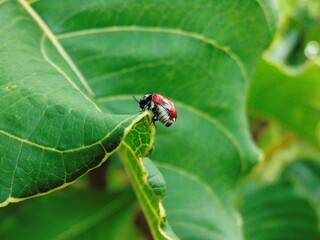 ladybug on a leaf