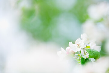 White apple blossoms in springtime garden against soft blurred background.