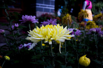 Fototapete bei efototapeten.de bestellen   