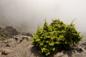 Canary Islands juniper Juniperus cedrus. Las Nieves Natural Park. La Palma. Canary Islands. Spain.