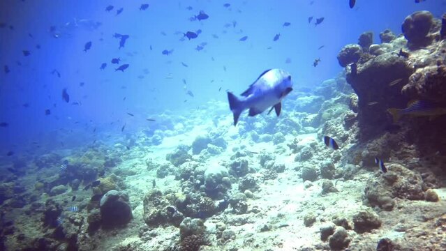 underwater view of lonely silver fish swim among other fishes