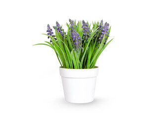 Purple ornamental flowers in white pot isolated from background.