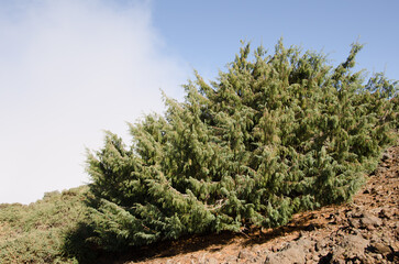 Canary Islands juniper Juniperus cedrus. Las Nieves Natural Park. La Palma. Canary Islands. Spain.