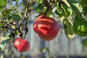 two red apples on a branch in the sunshine. there are traces of illness on the branch
