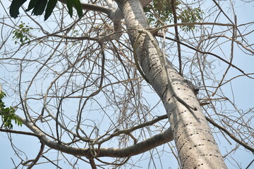 dry dead acacia branch hanging on tree after pruning in sky background