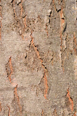 Thornless Honey locust