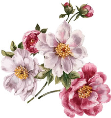 Beautiful Nature Aesthetic Drawings, Flower Outline With Watercolor Pastel, Assorted Flower Vector Sketch. 