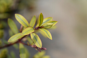 Shrubby Veronica Goldrush