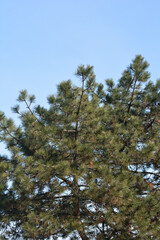 Black pine