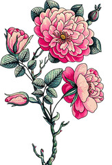 Beautiful Nature Aesthetic Drawings, Flower Outline With Watercolor Pastel, Assorted Flower Vector Sketch. 