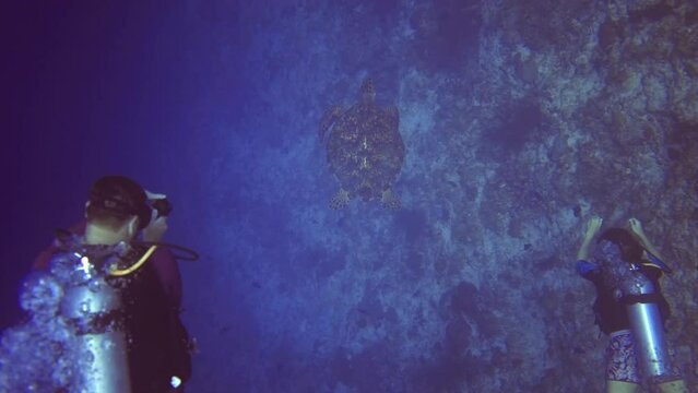 underwater top view of divers with turtle on bottom. Maldives
