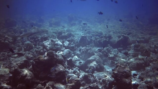 underwater view of shark swim among rocks, with any flock of fish. Maldives