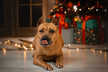staffordshire terrier disabled dog christmas