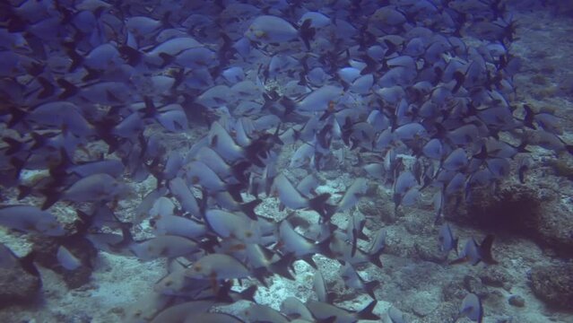 underwater seascape of flock of silver fish with black fins swim near bottom 