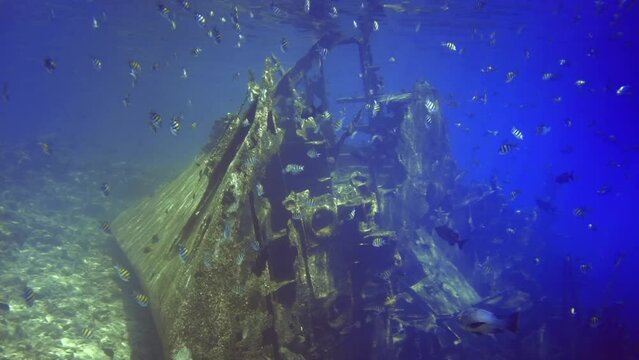 flock of fish swim among the shipwreck near surface sea. Maldives