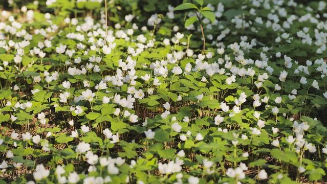 Blooming rabbit sprouts in the woods in spring. Smooth movement.