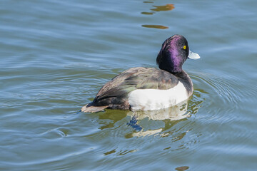 キンクロハジロ