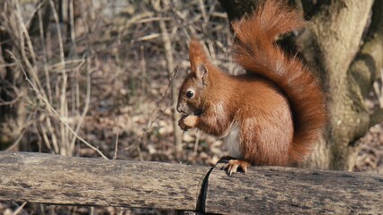 Red Squirrel sitting on a fence in Public Park Hasenheide in Berlin and eating